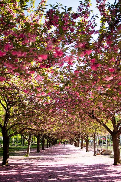 straat met kersenbloesems