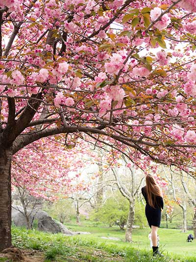 ragazza che cammina tra i fiori di ciliegio in un parco
