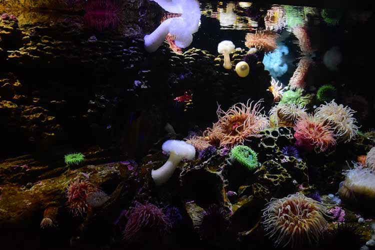 meduse nell'acquario