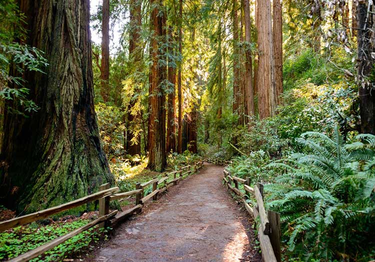 Cây gỗ đỏ Muir ở San Francisco