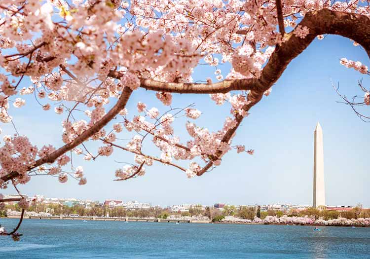 цветение сакуры у монумента в Вашингтоне