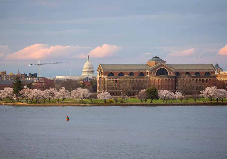 fiori di ciliegio al monumento di Washington