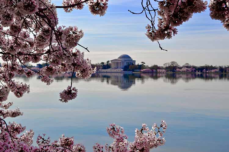 национальное цветение сакуры у монумента в Вашингтоне