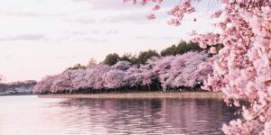 ワシントンDCの桜の木