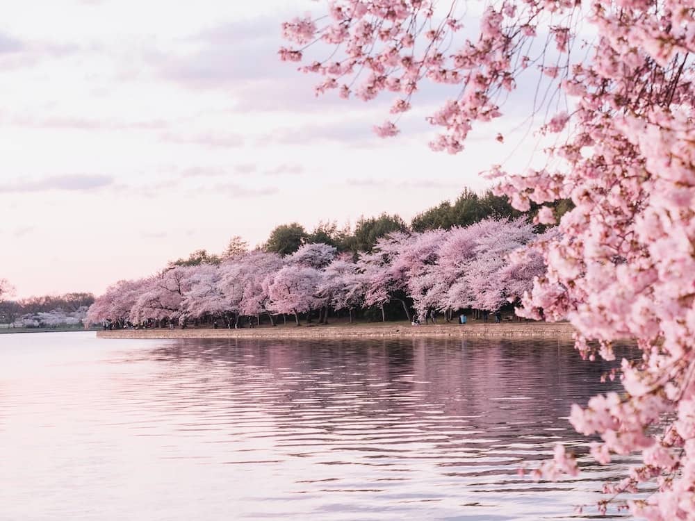 Цветущие вишневые деревья в Вашингтоне