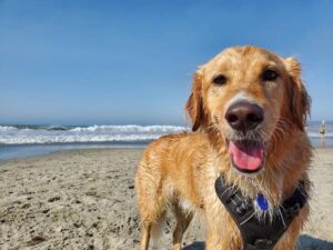 En labrador retriever på stranden våd af vandet