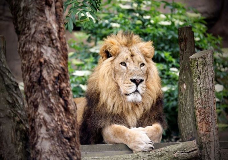 london-zoo-admission-city-experiences