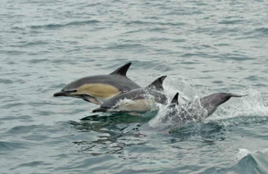 Delfines saltando a la superficie del agua