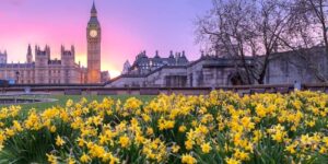 Flores amarillas con el reloj del Palacio de Westminster (Big Ben) al fondo.