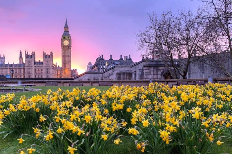 Arka planda Westminster Sarayı saati (Big Ben) ile sarı çiçekler.