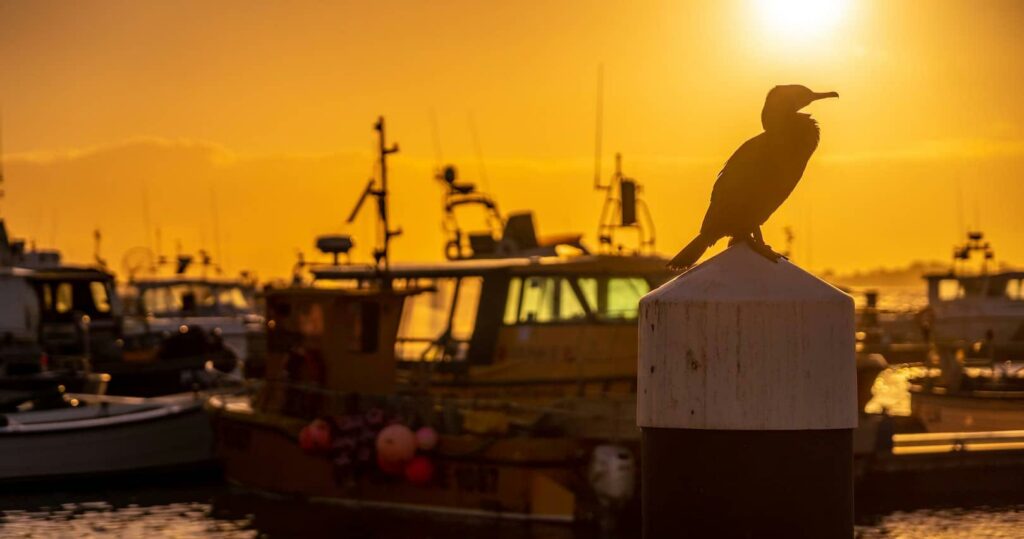 Burung di pos di matahari terbenam dengan bot berlabuh di pelabuhan