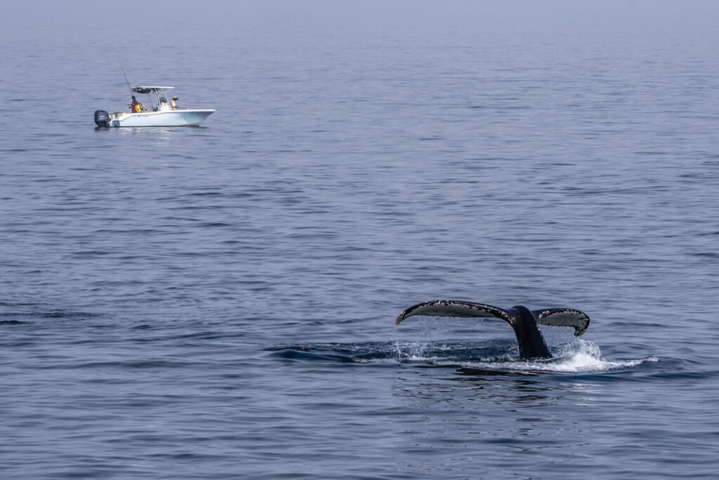Наблюдение за китами в Бостоне