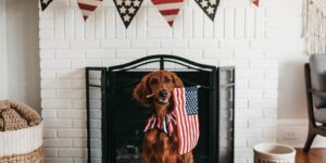 Dog on 4th of july
