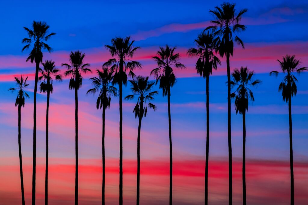 farverig skumringshimmel med palmer