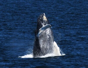 Boston Whale Watching: Notas do Naturalista - 21/06/23 a 27/06/23