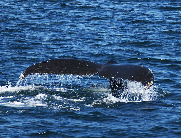 Boston Whale Watching: Notas do Naturalista - 21/06/23 a 27/06/23