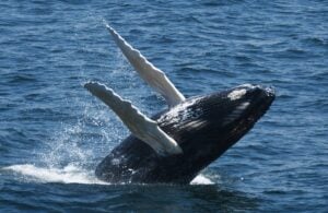 Boston Whale Watching: Notas do Naturalista - 21/06/23 a 27/06/23