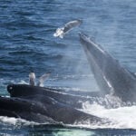Boston Whale Watching: Notas do Naturalista - 21/06/23 a 27/06/23