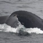 Boston Whale Watching: Notas do Naturalista - 21/06/23 a 27/06/23