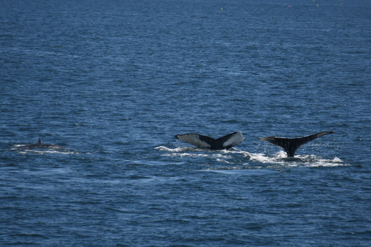 Boston Whale Watching: Notas do Naturalista - 21/06/23 a 27/06/23