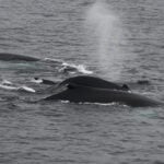 Boston Whale Watching: Notas do Naturalista - 21/06/23 a 27/06/23