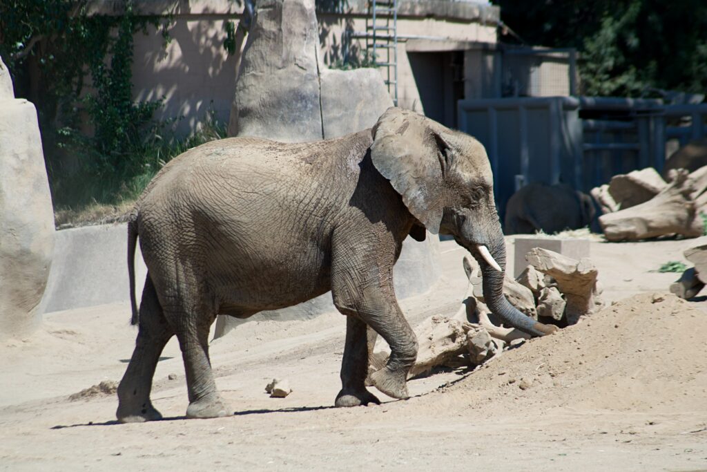 サンディエゴ動物園