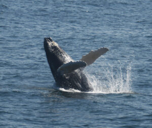 Boston Whale Watching: Notas do Naturalista - 21/06/23 a 27/06/23