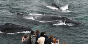 07-08-23-11am-getting-mugged-by-feeding-whales