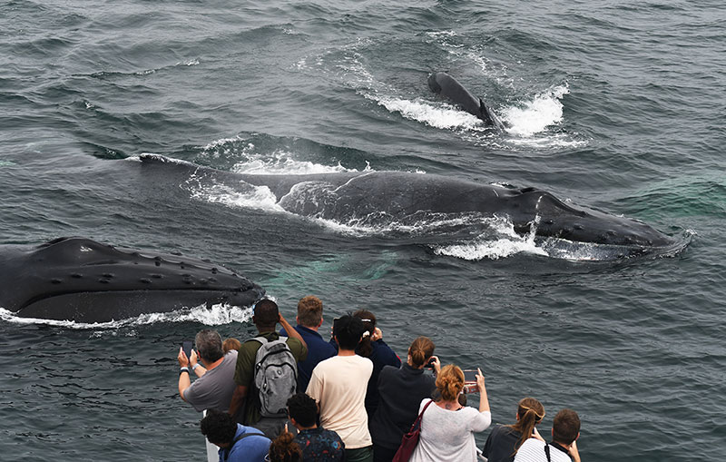 07-08-23-11am-getting-mugged-by-feeding-whales
