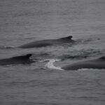 07-08-23 230PM humpbacks