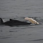 07-08-23 9am Ravine calf flipper
