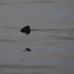 07-08-23 9am basking shark