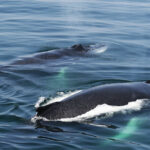 07-12-23-10am-鯨魚-接近