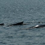 07-12-23-230pm-Three-Whales