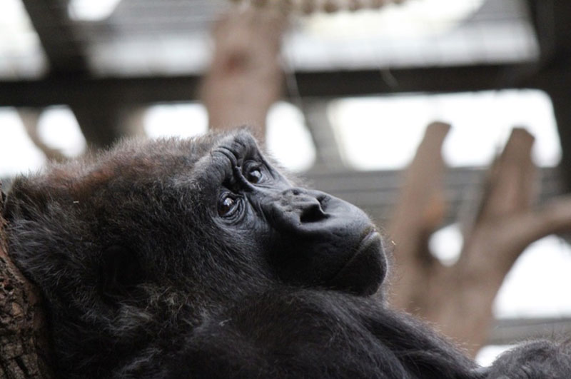 zoo de londres