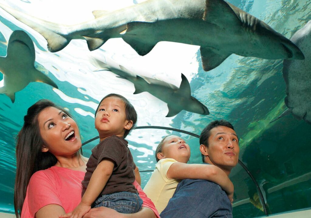 family walking through shark tunnel at sea life aquarium new jersery