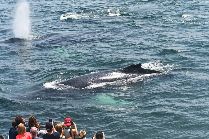 Boston Whale Watching: Notas do Naturalista - 21/06/23 a 27/06/23