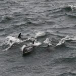 07-27-23 12PM white sided dolphins