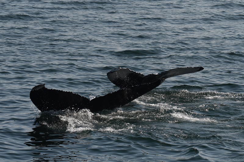 Boston Whale Watching: Notas do Naturalista - 21/06/23 a 27/06/23