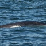 08-02-23 10AM Fin whale