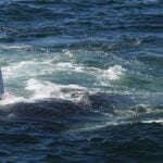 08-02-23 10AM Humpback flipper