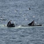 08-03-23 11am Whale Feeding