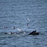 08-03-23 11am Whale Feeding 2