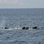 08-03-23 11am Whale Feeding 3