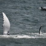 08-04-23 11am Surprise dolphin