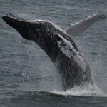 08-04-23 11am Whale Backbend