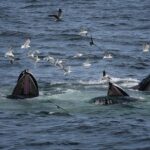 08-04-23 12pm feeding whales 1