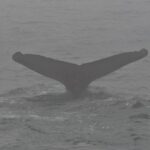 08-05-23 130pm whale fluke