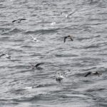 08-09-23 9am Gulls Galore