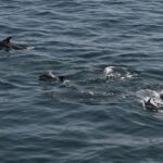 08-10-23 11am White sided dolphins